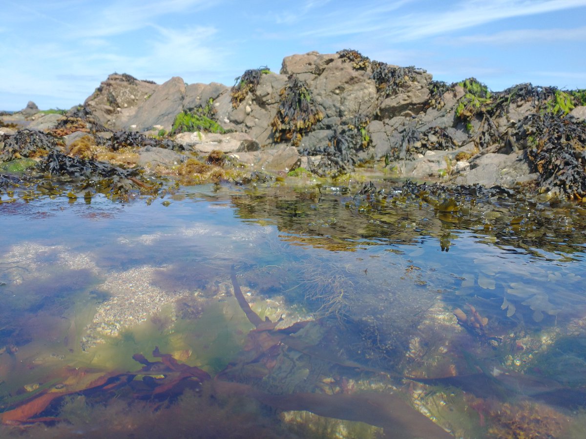 MarikoWhyte's tweet photo. Day 28 of #30DaysWild was a more #marine day with rockpooling at #Clonque and Sea Gooseberries at #Braye
#LoveAlderney #rockpooling #marinelife #seashore https://t.co/ksHkjHJsnc