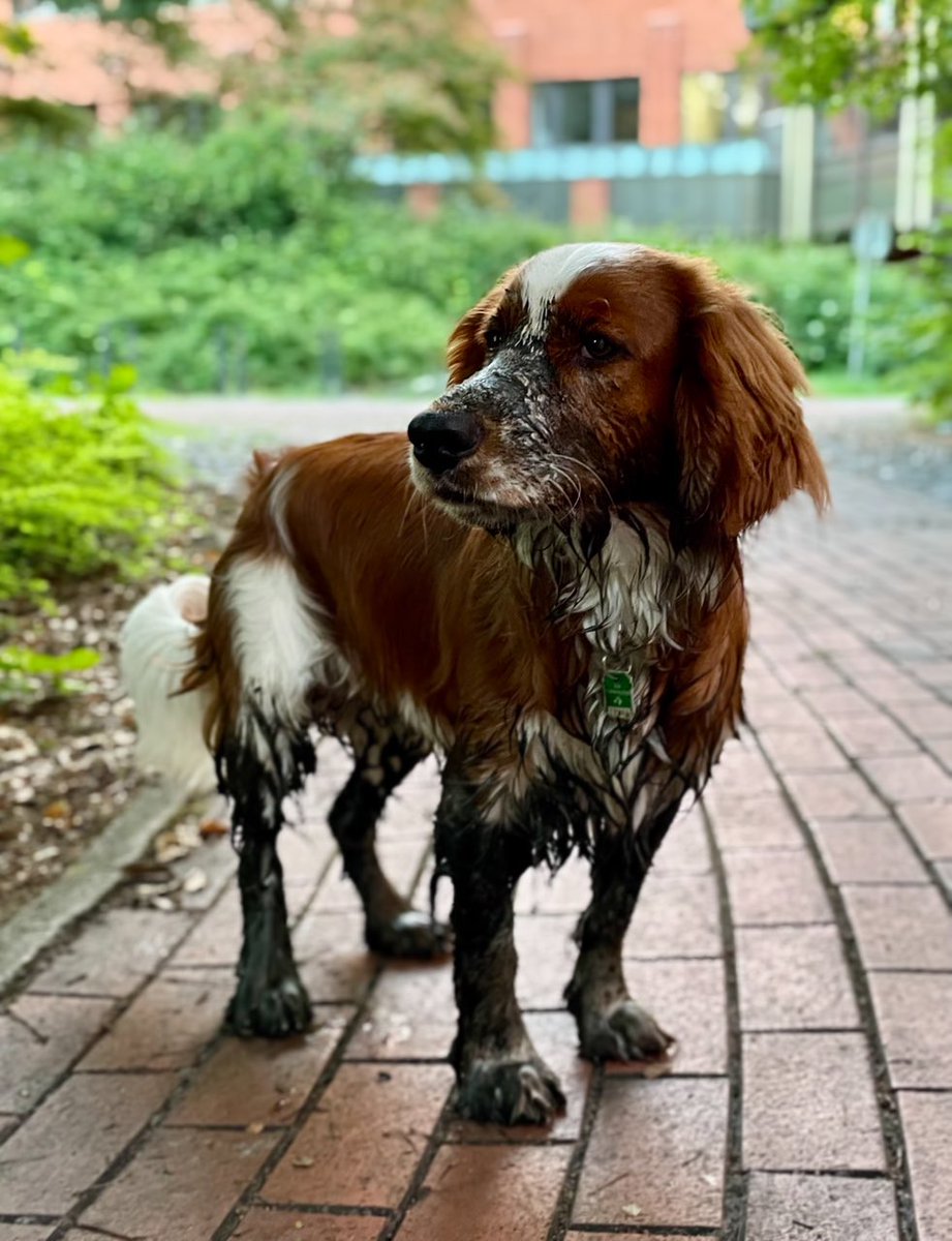 oliverlindecke's tweet photo. It wasn’t me. I got dragged into this @UniOldenburg
#CeltOnCampus Wechloy #labdogs https://t.co/gRfzX5GaCW
