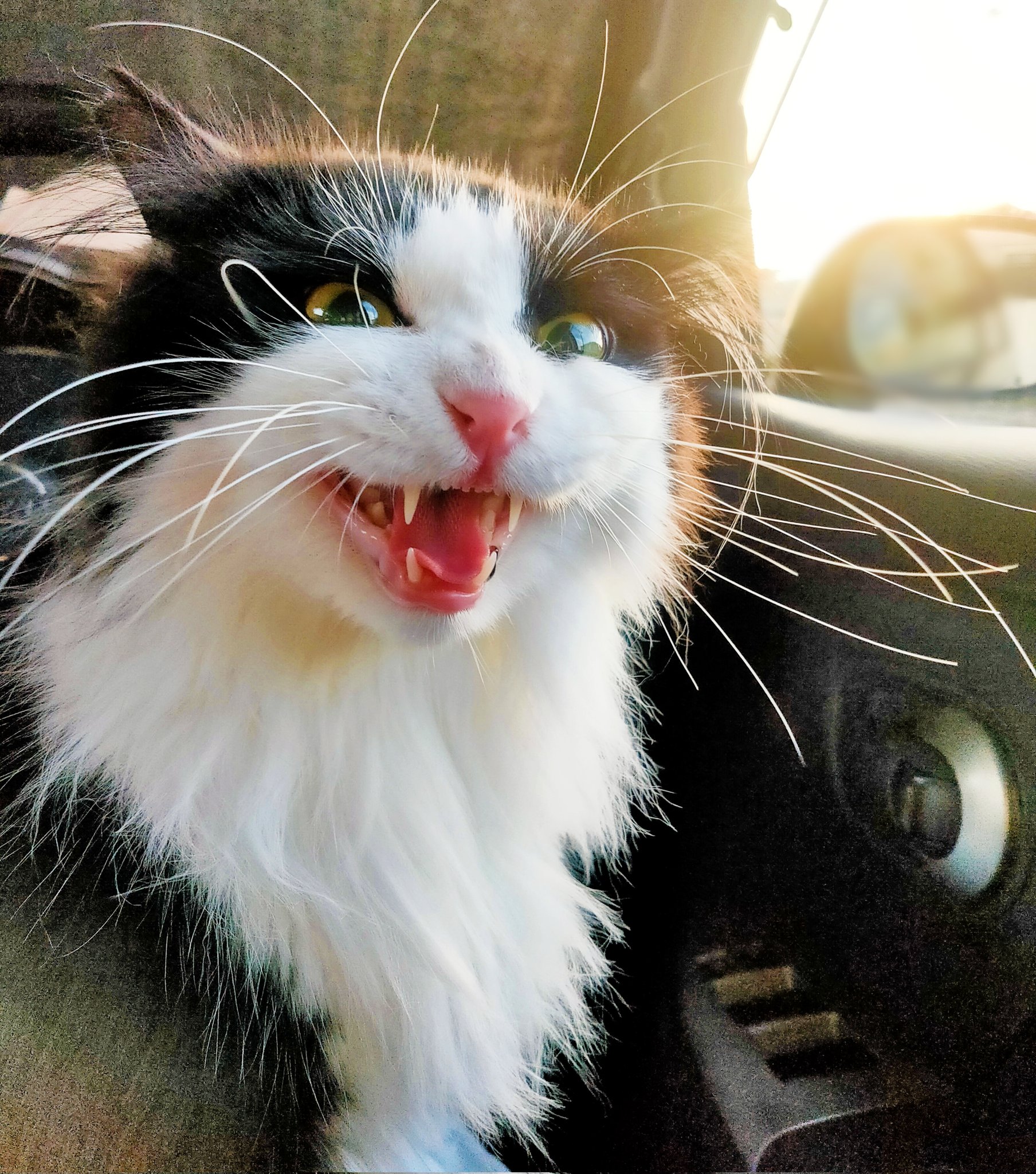 ももいろねこ 動物病院の待ち時間に大暴れするぷち子様 おヒゲ全開 そんなに怒るとまたお熱が上がりますよ 猫のいる暮らし 動物病院へ断固行きたくない猫 猫が落ち着いて病院へ行く方法を探求中 T Co 4j3gpgsyd1 Twitter