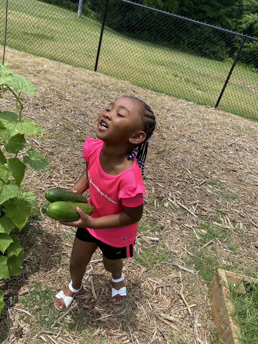papacharliefarm's tweet photo. Spent some time with the family at the garden today. It makes me so happy sheโs happy. Remember why you started #NunuSavedMyLife #PCF #BlackFarmers #FirstTimeFarmer #garden #Gardening #WhatAreYouGrowing #KeepGrowing #NCFarmers #Stoneville #NC #WeGotUs #WGU https://t.co/ZzFpgADfjV