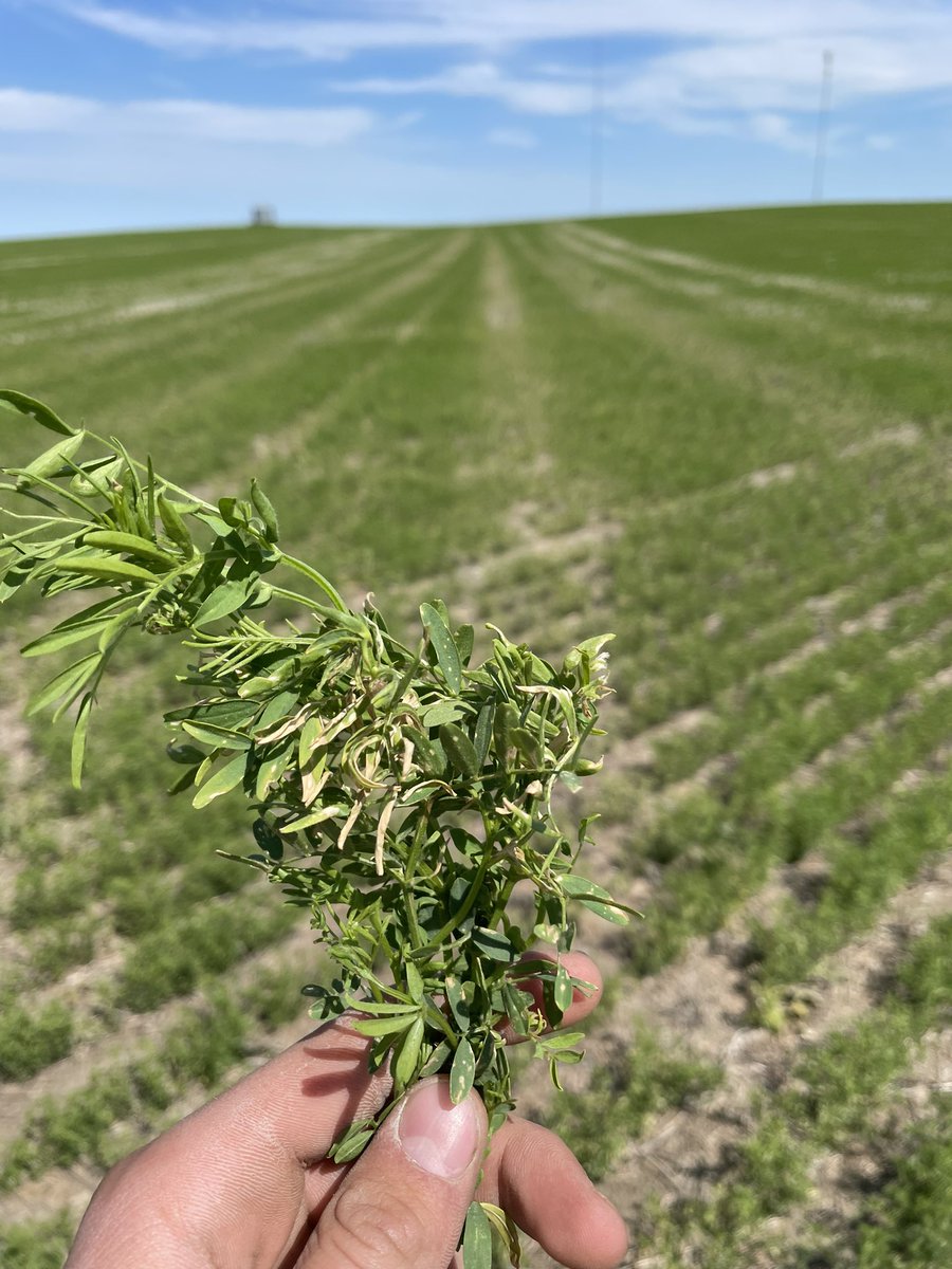 Sometimes moisture holds off spraying, when certain chemicals are left in your sprayer they can settle out causing plant damage if you’re not careful when picking back up. The picture above is an example of this happening. @GMacsAgTeam @WinFieldCanada #WestCdnAg #WUCacademy