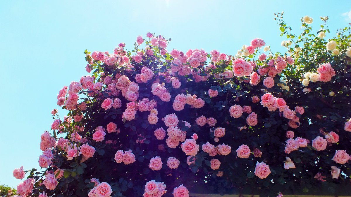 おはようございます！
素敵な水曜日をお過ごしください(˶･ᴗ･˶)💕
今日もよろしくお願いします。
【散策～京成バラ園にて（千葉県八千代市）】