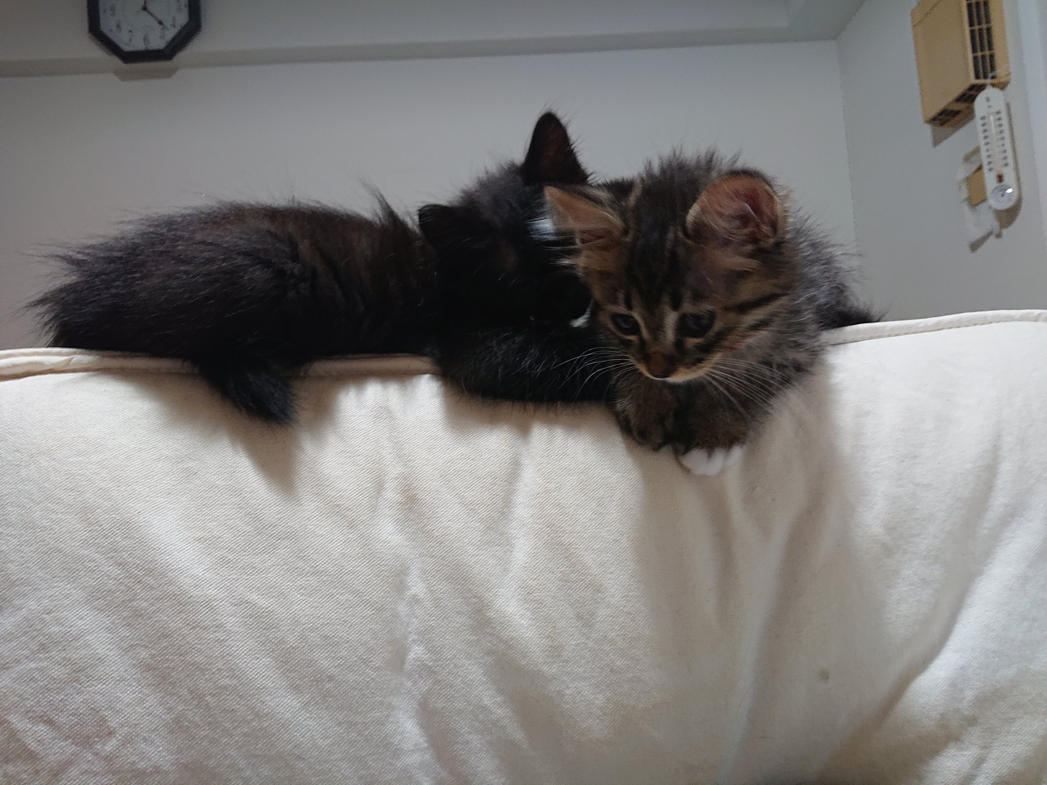 長毛ミックス猫 Twitter Search Twitter