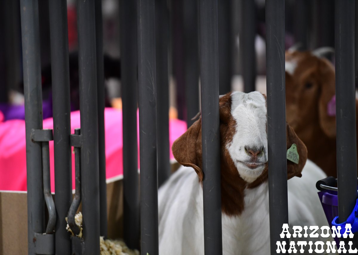 AzNational's tweet photo. Waiting around for the holiday weekend like... 
#AZNational https://t.co/MCS9laax1I