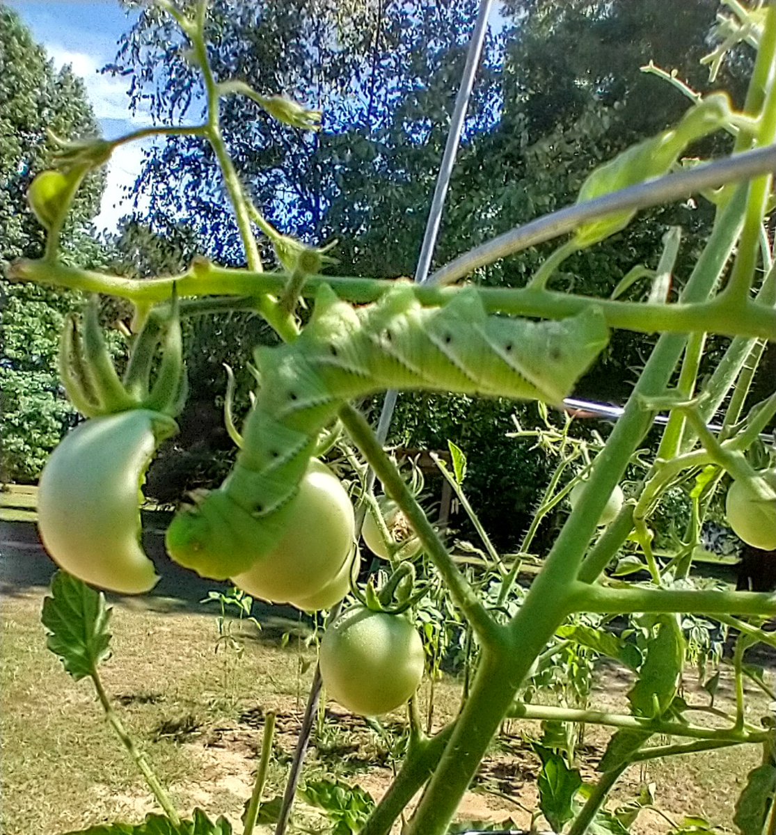 RachelRG's tweet image. Tomato hornworm- 13
Me- 1
After noticing and safely relocating this critter yesterday, it (unfortunately) did not survive the encounter today. 
#GardeningTwitter
#tomato
#riptomatohornworm