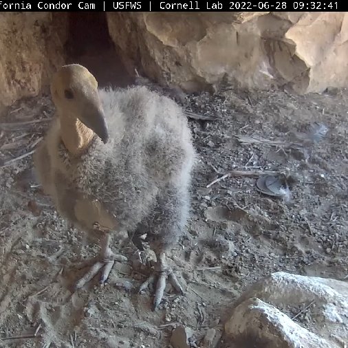bruisermom's tweet photo. @CornellCondors I see I goofed up my earlier tweet to you, LOL. Anyway, here are 4 pix now, from this AM and this afternoon. #CACondor chick is ADORBS!! https://t.co/mc2dci8hHQ