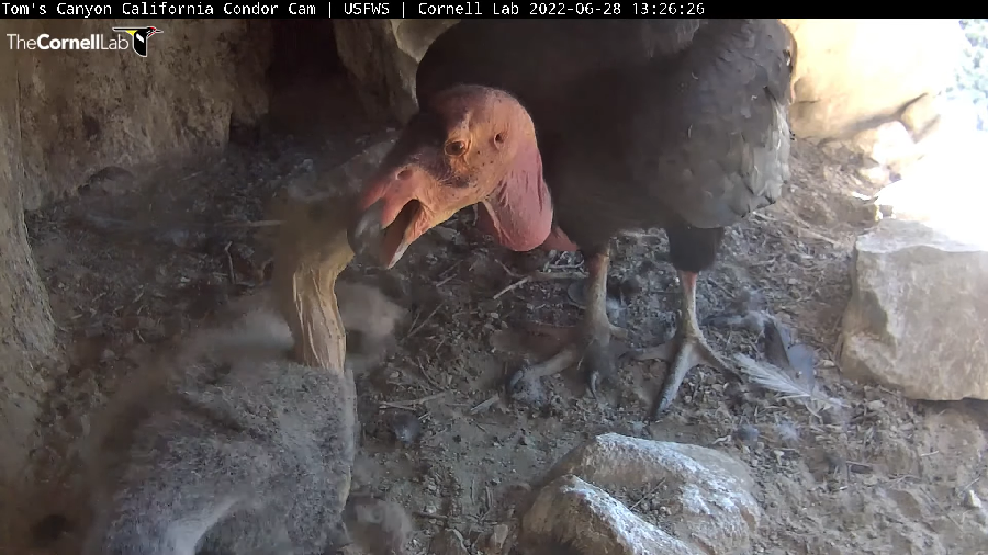 bruisermom's tweet photo. @CornellCondors I see I goofed up my earlier tweet to you, LOL. Anyway, here are 4 pix now, from this AM and this afternoon. #CACondor chick is ADORBS!! https://t.co/mc2dci8hHQ