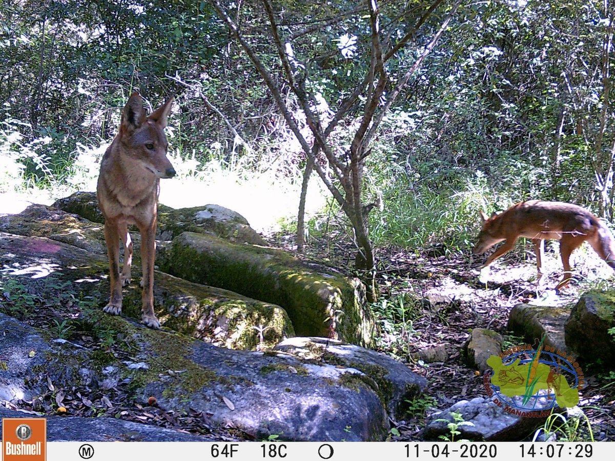 CONANP_mx's tweet image. El #Coyote (Canis latrans) es una especie de mamífero carnívoro de la familia Canidae. Habita en una gran diversidad de ecosistemas, tropicales, templados y áridos. Estos ejemplares fueron captados en la Reserva de la Biosfera Sierra de Manantlán. #ConservarParaVivir 🦊🌿🌊🌳📷