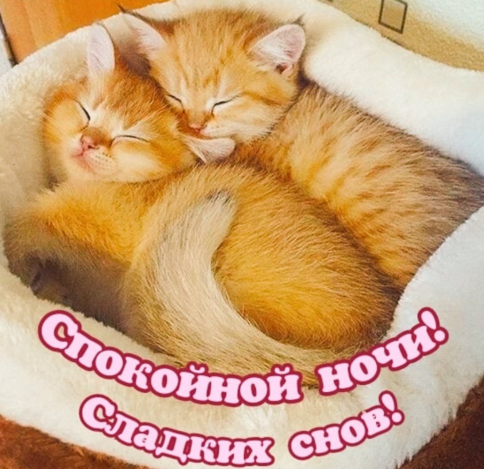 Кошечки спят в обнимку