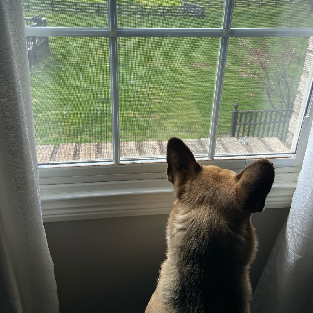 WINPRO Pet tweet media