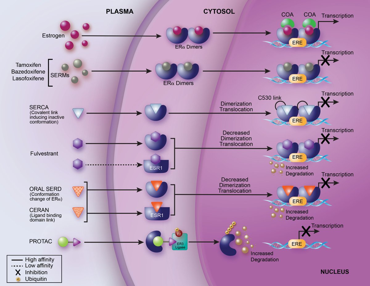 Endocrine therapy:Maverick! What's new in ER+ breast cancer? A lot cooking: oral SERD/SERCA/PROTAC..Our vision along with pivotal data in the field here (updated ASCO22)
📍cancertreatmentreviews.com/article/S0305-… @MSKCancerCenter production @jhaveri_komal @chandarS_mskcc @elaine1walsh #bcsm