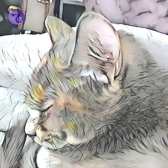 WayofCats's tweet image. A Fine Cat Romance can be ours. *Passholders - Love at the Way of Cats buff.ly/3Gr4Dvo

Thanks to the randomness of the universe, we don't always get what we think we want.
#CatHearts #CatsOfTwitter #CatMythbusting #CatLovers