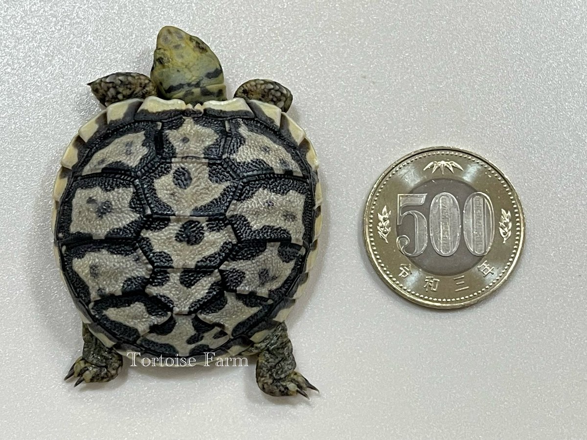 Tortoise_Farm's tweet photo. パンケーキガメ
2022/6/26ハッチ
体重15g
今回の子は、黒みが濃く
地色が白っぽい感じ✨
#パンケーキリクガメ
#パンケーキ
#赤ちゃん
#リクガメ
#サイテス
#Africanpancaketortoise
#Pancaketortoise
#Malacochersustornieri https://t.co/EehAMWHKTx