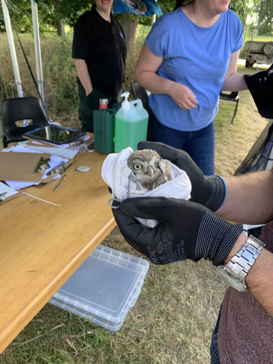 chris_keymer's tweet photo. What an amazing day as guests of @EnglishHeritage at the annual estate managers conference! Met up with old friends, made new friends, rescued a baby owl, and even a hit the dance floor as day became night! #lovemyjob #madeintheuk #workingwithclay @Keymer1588 @wienerbergeruk https://t.co/dXVprjKOcr