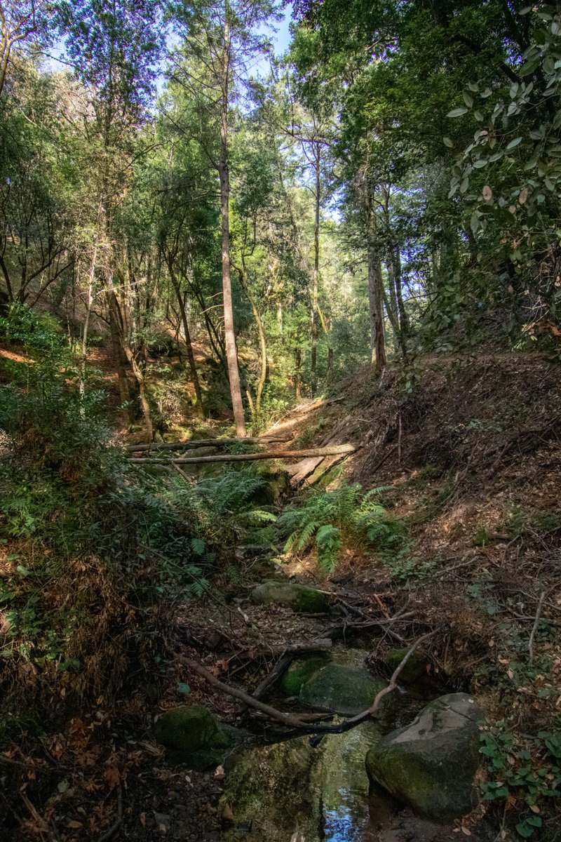ThatsMyPark's tweet photo. Schedule a midweek backpacking trip at Castle Rock State Park!
Take the Saratoga Gap trail to reach the Castle Rock Trail Camp and stay a night. Be sure to bring plenty of food and water.
Request a Trail Camp Reservation here: https://t.co/obSrqXREfO #FindNewAdventure https://t.co/t3AW5coZMO