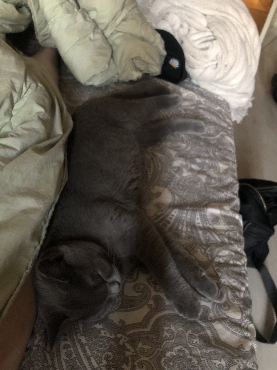 ppelock's tweet photo. Мой кот такая жопа, но я так его люблю💔 https://t.co/pKyy5fWOEs