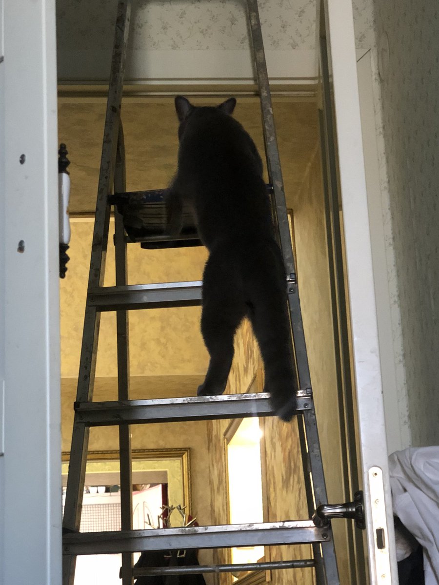 ppelock's tweet photo. Мой кот такая жопа, но я так его люблю💔 https://t.co/pKyy5fWOEs