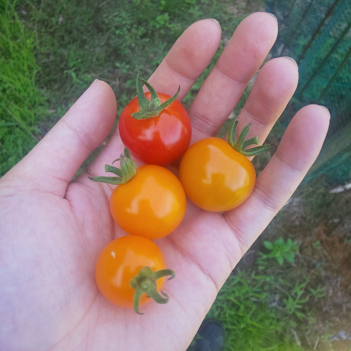 otento7's tweet photo. おはようございます😊
今日も暑い～☀️😵💦

茄子🍆とミニトマト🍅初収穫‼️ https://t.co/igGW3Ngfhc