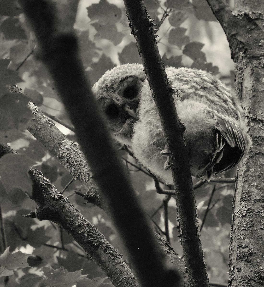 RoppityPhotos's tweet photo. I don’t believe I’ve shared this photograph which was taken earlier this month.

#TwitterNatureCommunity #Owlet https://t.co/Hi0O2fewN6