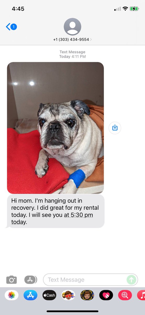 This is Toby. He got his teeth cleaned and/or pulled today. He’s in recovery and a still a little under the influence.