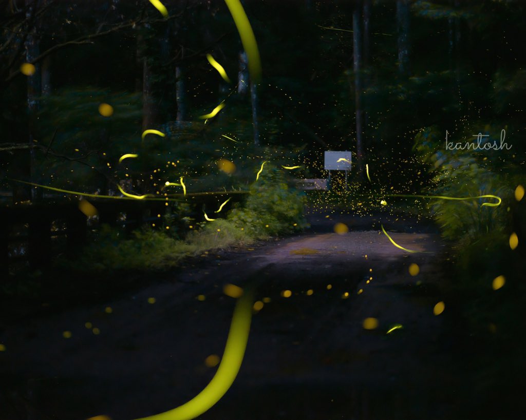 源氏蛍 Twitter Search Twitter