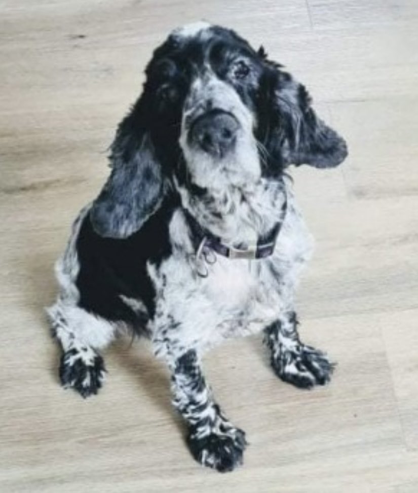 rosieDoc2's tweet photo. ALPHA IS ELDERLY & DEAF missing from home #Inchantotane #Newmarket #CoCork SOUTHERN IRELAND 14/6/22
Female/elderly blue roan #CockerSpaniel
partial face paralysis
CHIPPED / SPAYED and on medication
https://t.co/GolJ8DYE3K
@MissingDogsIrl @StolenNi @MissingStolen @bs2510 https://t.co/zymXVp0B7a