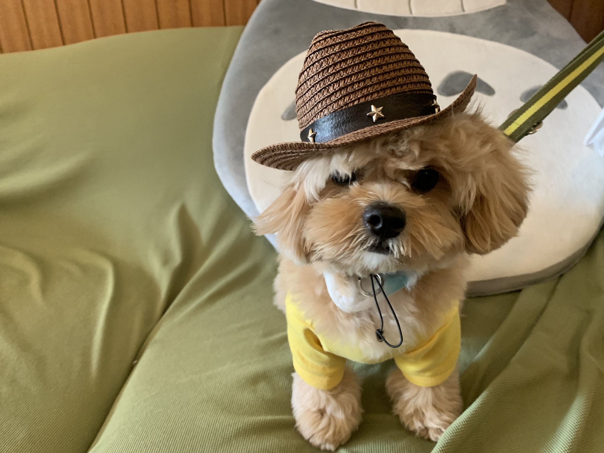 那須温泉宿ゆきみそう エルモちゃん ファッションリーダーエルモちゃん は浴衣姿やお帽子を被ったカウボーイ姿も着こなしちゃうんです トコトコとご挨拶してくれるモフモフなエルモちゃん とっても可愛かったなぁ 可愛さに癒されました エルモちゃん