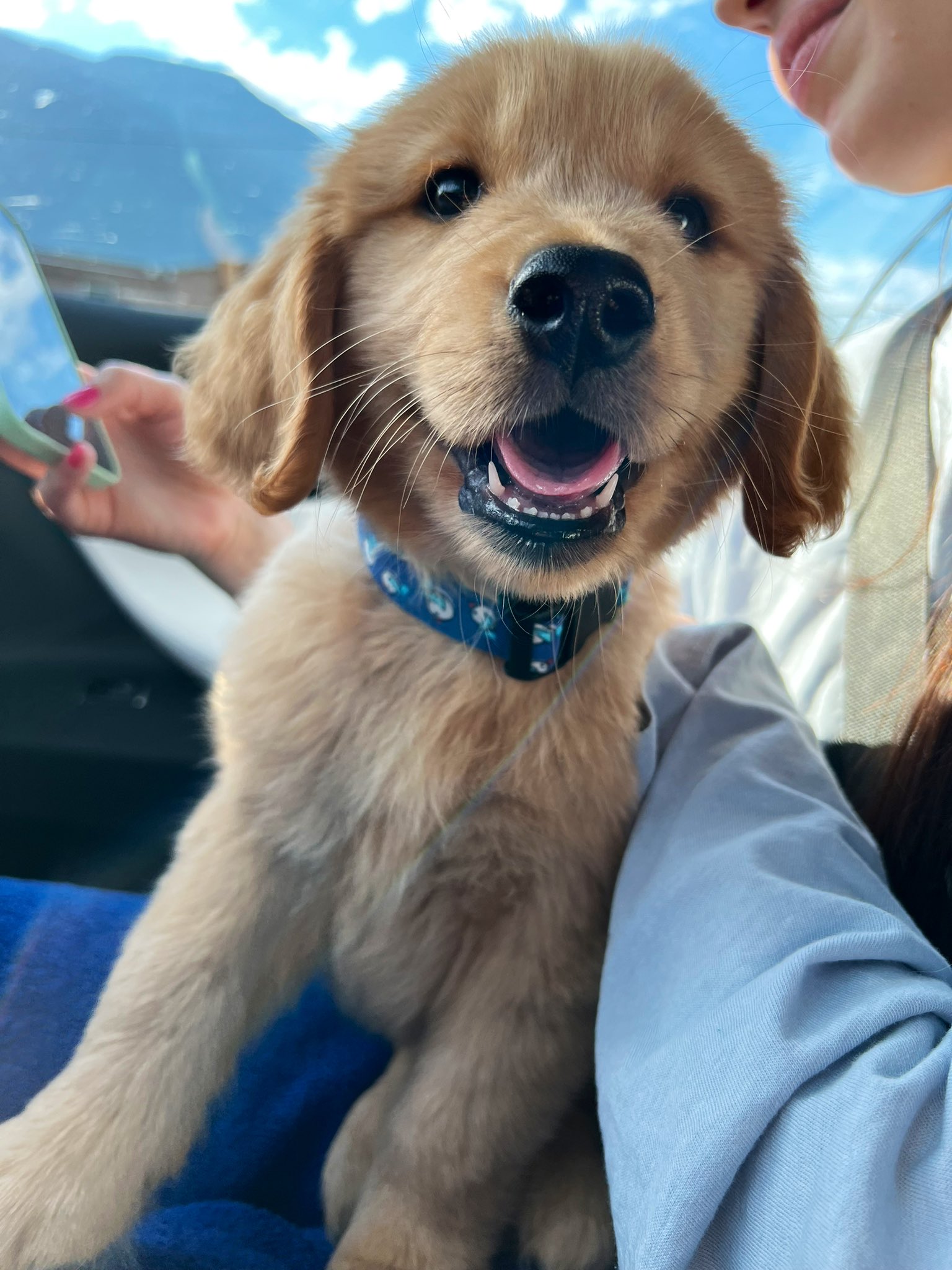 tg-on-twitter-say-hello-to-our-new-puppy-charlie-https-t-co