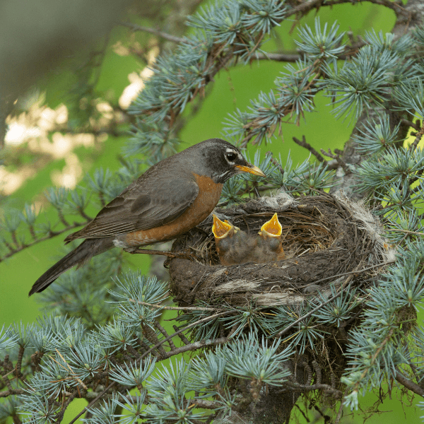 Tuesday Tweet:

From the American Bird Conservancy: How To Help Chicks And Fledglings This Breeding Season—It’s a vulnerable time of year for young birds, but you can help reduce potential threats.

zcu.io/tiRV?utm_sourc…