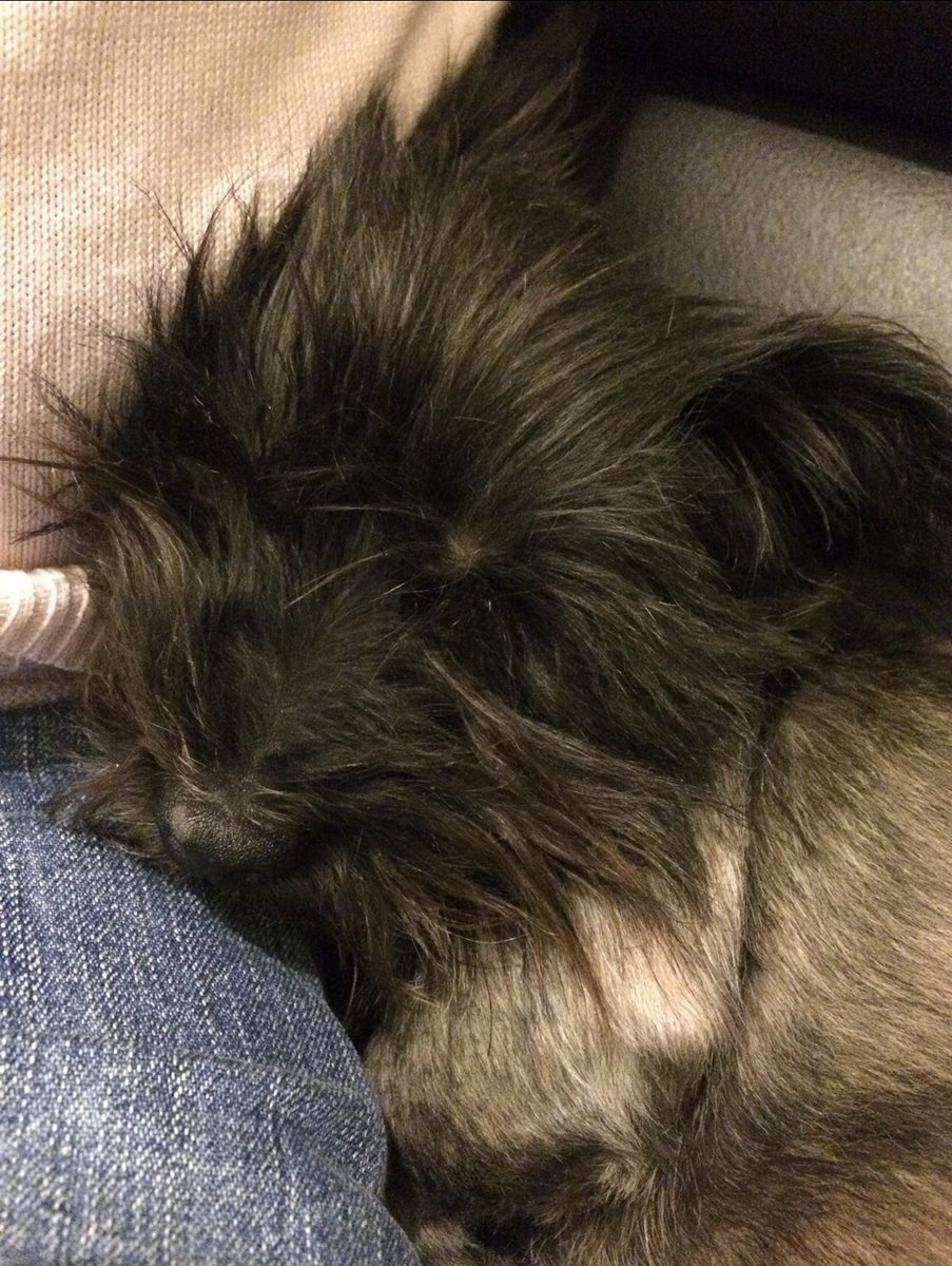angelesdan's tweet photo. Llegaste hace poco más de 10 años, te convertiste en mi amor perruno y hoy, con todo el dolor de mi alma, nos toca despedirnos de tí.

Gracias por todo mi niña. Nos vas a hacer mucha falta y te vamos a extrañar muchísimo.

Te amamos y amaremos con locura.

@KarenneGonzalez. https://t.co/gVmbbzTWp3