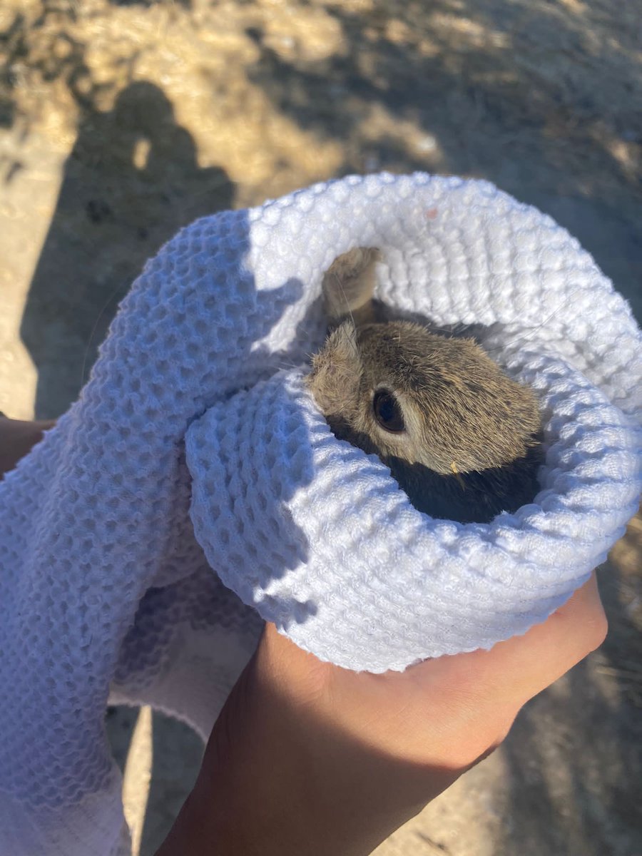 Nuestro conejito, 4 pelos <a href="/mariamagan4/">𝘔𝘢𝘳𝘪𝘢 🧚🏻‍♀️</a> 🤍🐇