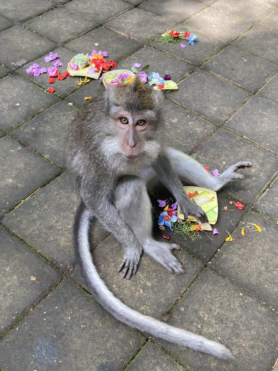 basbo1000's tweet photo. This looks like a, ‘ok, I’m busted, but it was worth it’ https://t.co/xF7JP0iVrT