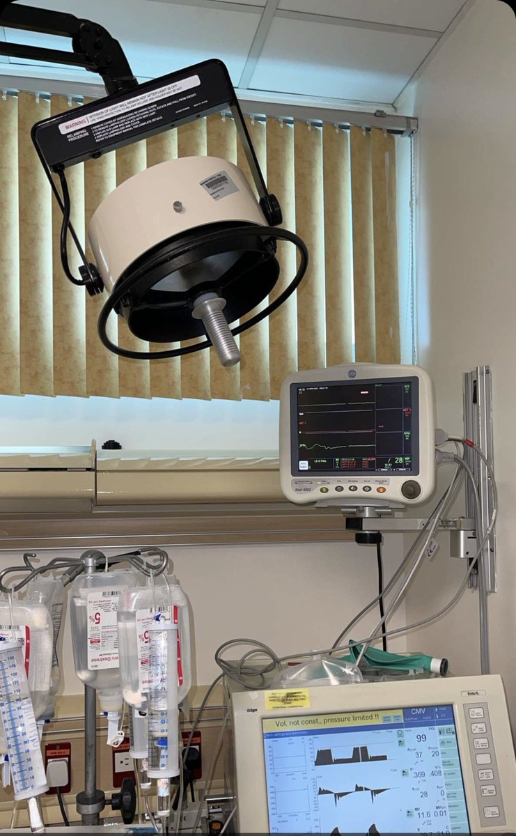 Luly’s safe 🐈. tweet media