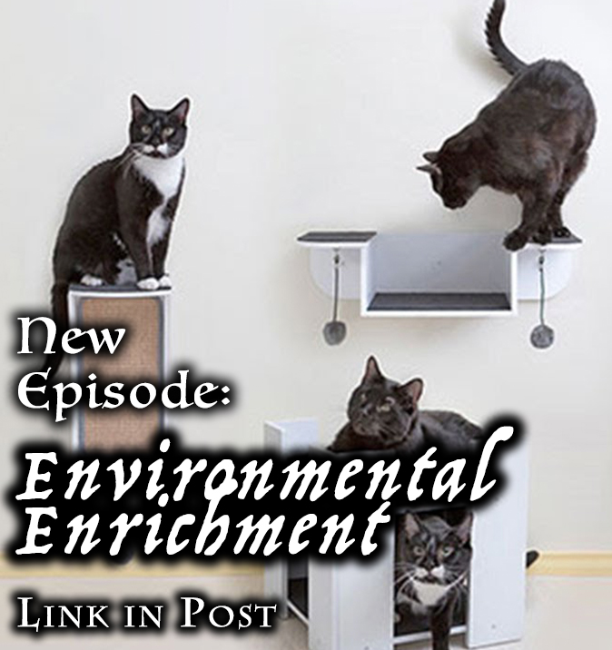 KittenKPod's tweet photo. Indoor #cats can encounter #behaviorissues, so pet parents need to offer ways to expend their energy that keeps the space functional for both animals and humans. We'll talk about the different ways you can accomplish this in this week's episode. #catify

https://t.co/zCnfzAdArO https://t.co/G3uksPd07N