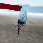 カツオノエボシが大量漂着してるらしいです!神奈川の人気を付けて!