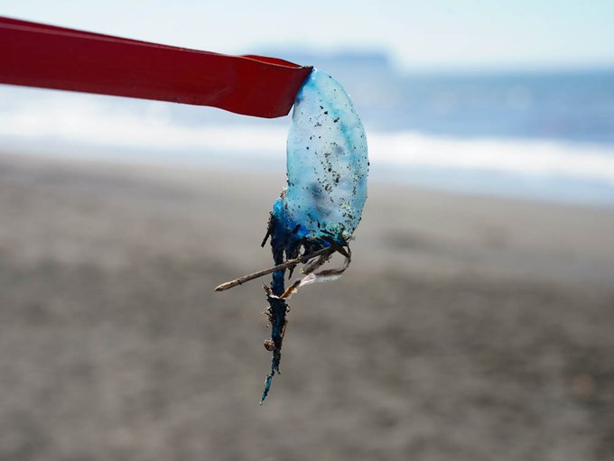 三浦市 猛毒のクラゲ カツオノエボシ の漂着が確認されています 号外net 横須賀市 三浦市