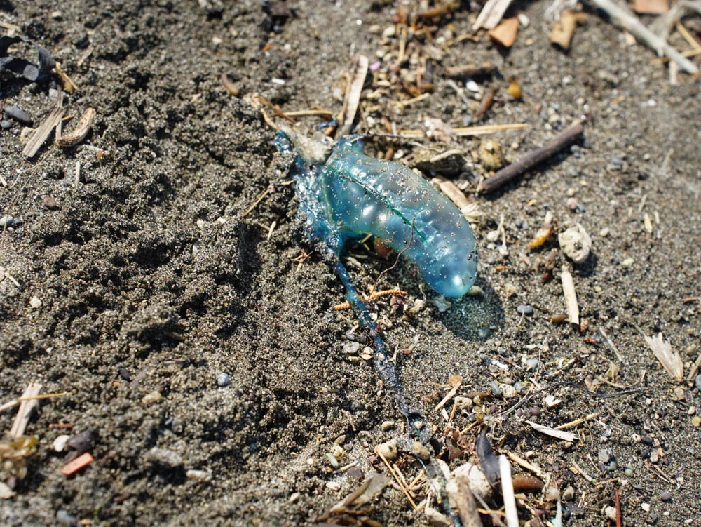 カツオノエボシが大量漂着してるらしいです！神奈川の人気を付けて！