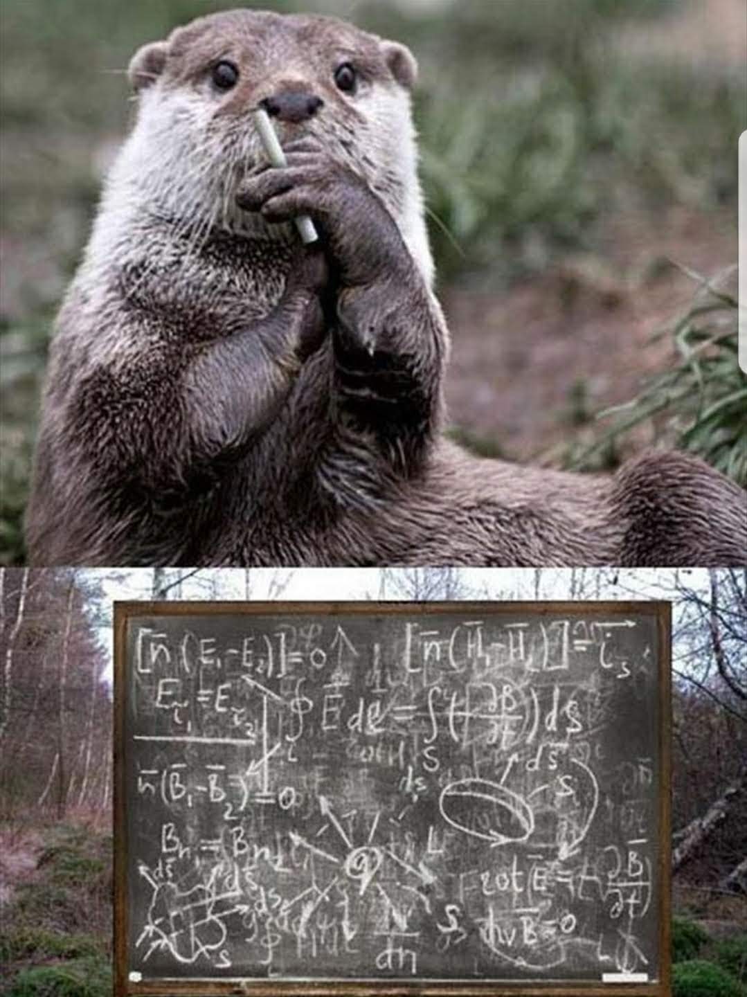 Приколы про бобра