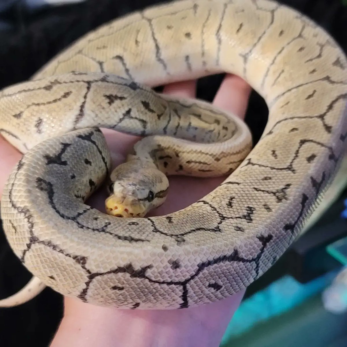 Karuhbou's tweet photo. My new danger noodle!
#ballpython #snake #adoption #lemonblast https://t.co/NCTuEm0Rl4