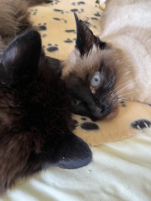 しんコロ しゃべるねこ しおちゃんさん の人気ツイート 2 Whotwi グラフィカルtwitter分析