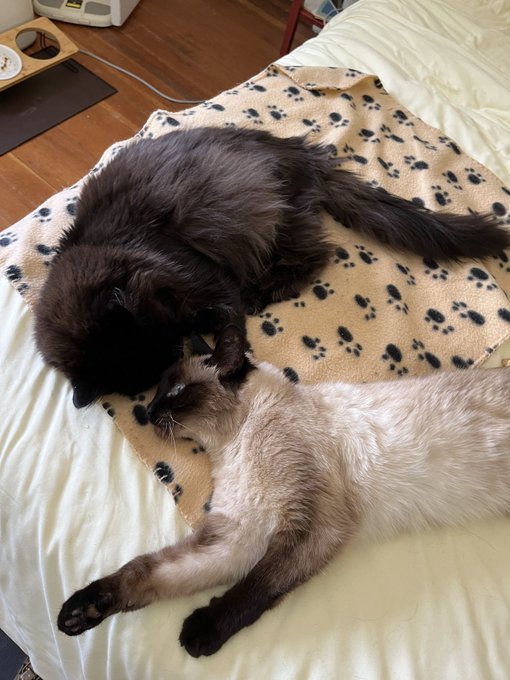 しんコロ しゃべるねこ しおちゃんさん の人気ツイート 2 Whotwi グラフィカルtwitter分析