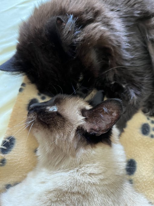 しんコロ しゃべるねこ しおちゃんさん の人気ツイート 2 Whotwi グラフィカルtwitter分析