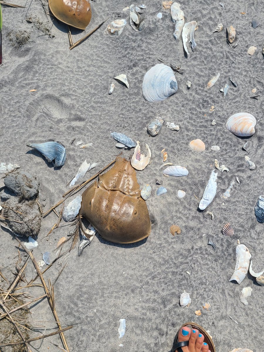 Investigating impact of climate change on the Eastern Shore and globally.