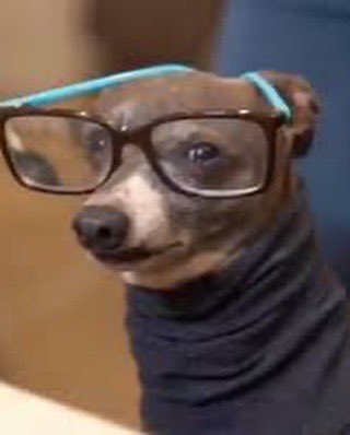 HerbieMooland's tweet photo. Which vibes do I give off more? 
1. The Rock in a turtleneck 
2. Kermit in a turtleneck 
3. That dude from The Big Lebowski

😂🤣😂
#funny #itsavibe #itsalook #sweater #chain #sunglasses #dogsunglasses #dogsweater #dogclothes #bling #avibe #whichone #pick #rescuedog https://t.co/w6cGXatqxF