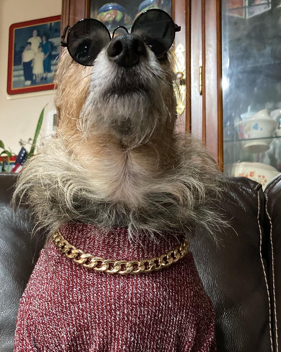 HerbieMooland's tweet photo. Which vibes do I give off more? 
1. The Rock in a turtleneck 
2. Kermit in a turtleneck 
3. That dude from The Big Lebowski

😂🤣😂
#funny #itsavibe #itsalook #sweater #chain #sunglasses #dogsunglasses #dogsweater #dogclothes #bling #avibe #whichone #pick #rescuedog https://t.co/w6cGXatqxF