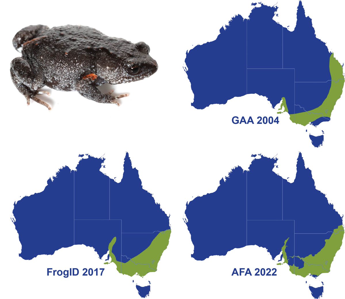 We've just published version one of the Australian Frog Atlas: a much-needed, detailed update on the distributions of Australia's frogs! The Atlas is 100% Open Access and includes shapefiles. See more...

Blog: australian.museum/blog/amri-news…

Paper: journals.australian.museum/cutajar-2021-t…