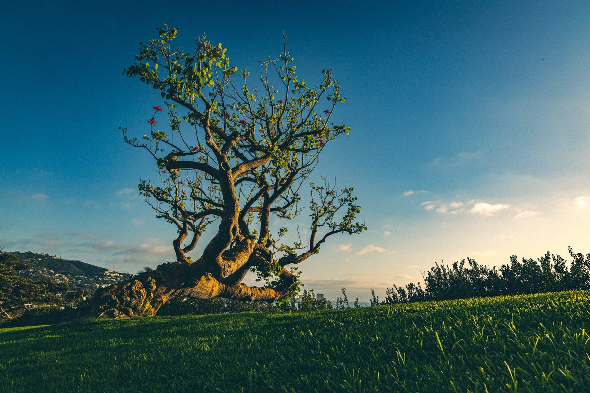 Have you ever seen a #wiliwili tree before? It’s a #travelphotography #sandiego #mikeglassburnsgallery #canonphotography #canoneosr #eosr #shotoncanon #lightroom #wiliwilitree