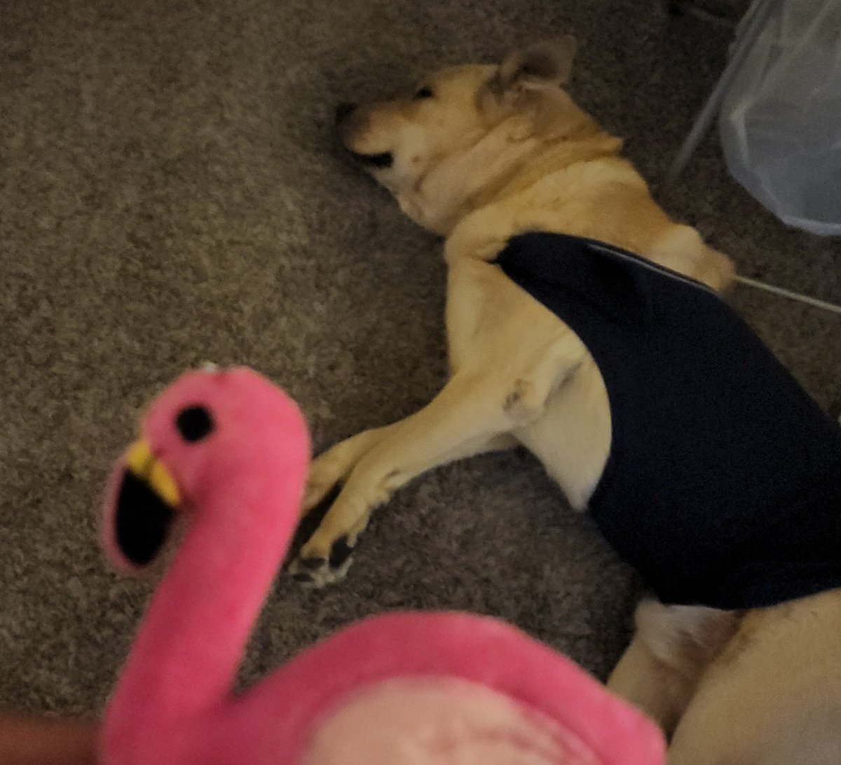 Brianna Davis (@mrsdavis7_) on Twitter photo Someone is not happy with this rain we are getting. βοΈ π¬ Thunder coat to the rescue! <a href="/NISDRhodes/">Rhodes Elementary</a> #RhodesFlamingo22 Someone is not happy with this rain we are getting. βοΈ π¬ Thunder coat to the rescue! <a href="/NISDRhodes/">Rhodes Elementary</a> #RhodesFlamingo22