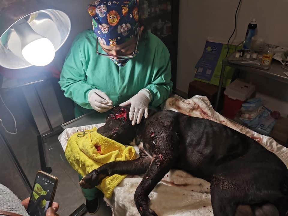 PacoRojasDip's tweet photo. Repruebo enérgicamente cualquier acto y muestra de violencia en contra de cualquier tipo de ser vivo, el día de hoy visité a "Negrito" un perro que fue víctima de un acto sumamente cobarde https://t.co/oSoe9zqkXG