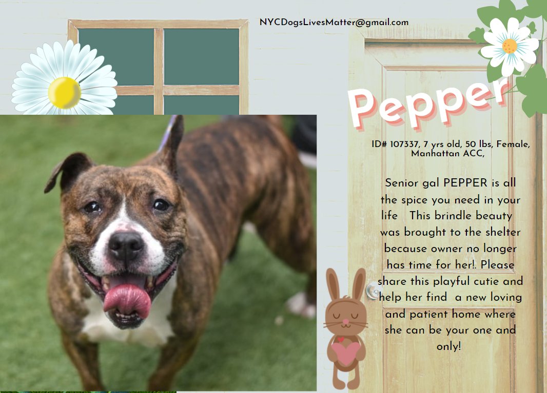 NMBewitched's tweet photo. @venetianblonde @woehrlejill @NYCHealthCommr @DonnaLupardo @NYCMayor @penguinusa @sachikoko @ckarr2 @en_sota @DAYLEE @the_little_chis Pepper has been removed from Kill List as Kato was, available but lost in the Abyss of ACC.
We are going to continue to share her as we did Kato & hope for a better outcome.
Max, who is new on the list is a concern as is Juba.
#RedPits are always in Grave danger https://t.co/E5zVh3yw84